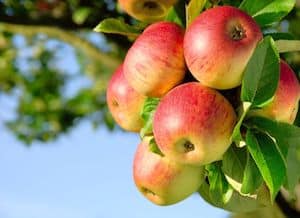 apfel apfel