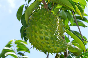 Graviola Vitamine Graviola Vitamine